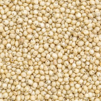 Yellow, Cream and White Sorghum