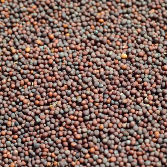 Mustard Seeds