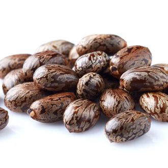 Castor Seeds