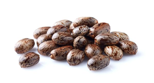 Castor Seeds
