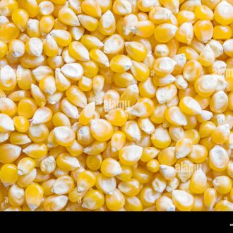 Yellow Maize – White Maize