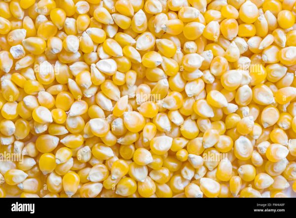 Yellow Maize – White Maize