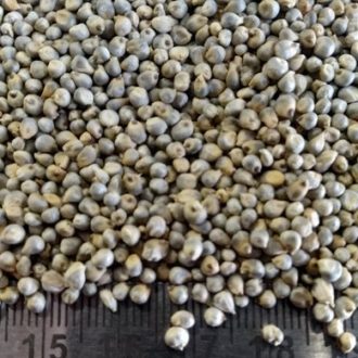Green Millet